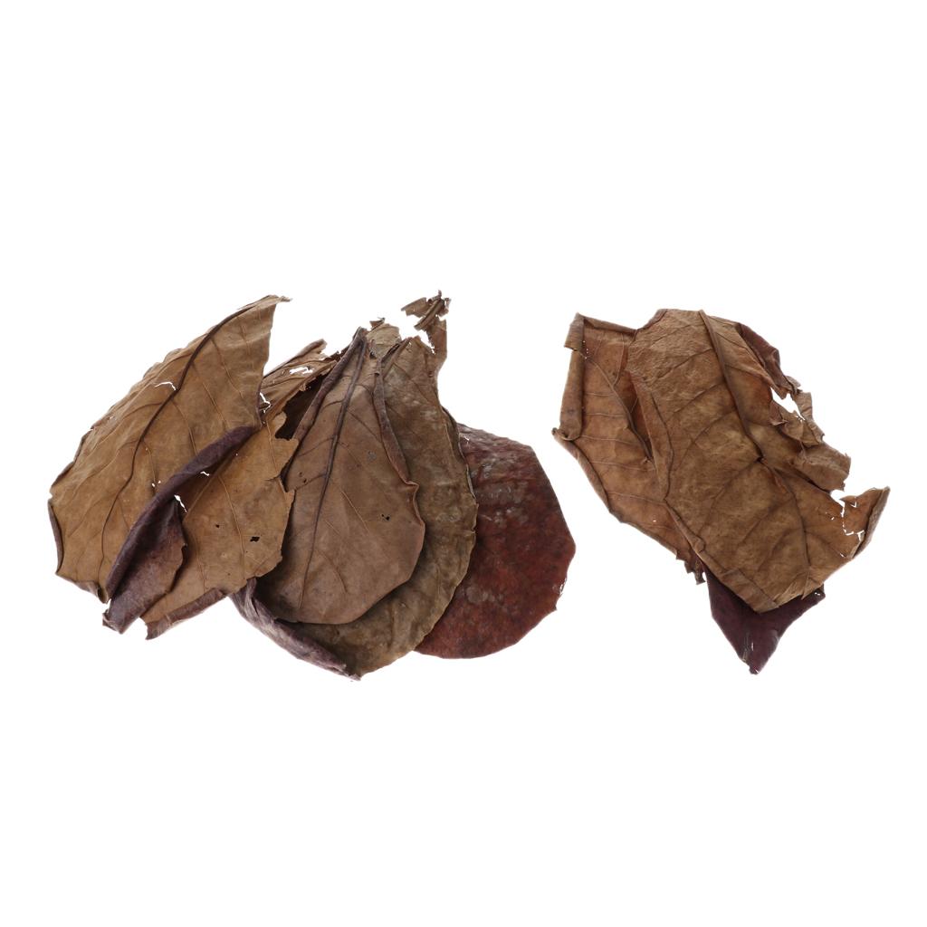 Aquarium Fish Betta - Vorteilhaftes Blatt-Aquariumfilter-Additiv Natürliche Indische Mandelblätter für