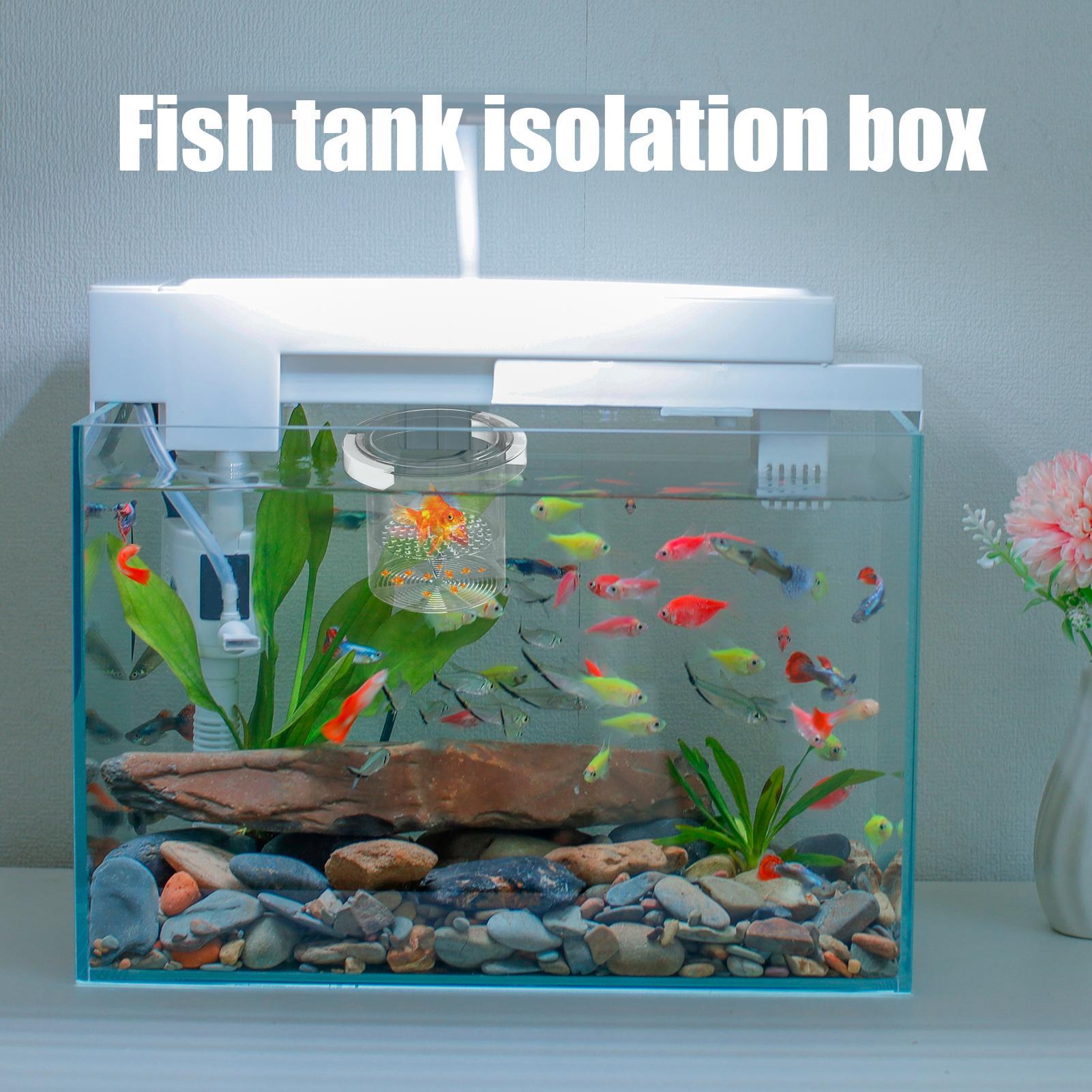 Fischzuchtbox, schwimmende Aqu – Aquarium Fish Betta Bewertung und Preis