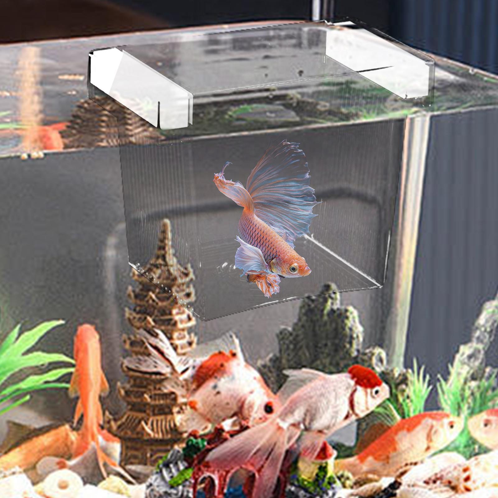 Fischzuchtbox, schwimmende Aqu – Aquarium Fish Betta Bewertung und Preis