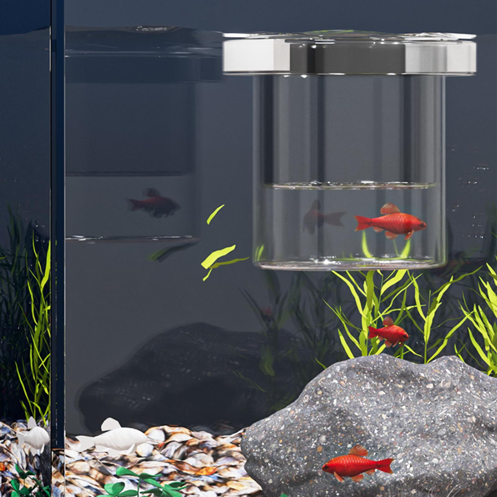 Fischzuchtbox, schwimmende Aqu – Aquarium Fish Betta Bewertung und Preis