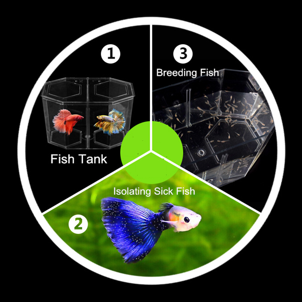 Acryl Zwei Splits Guppy Aquari – Aquarium Fish Betta Bewertung und Preis