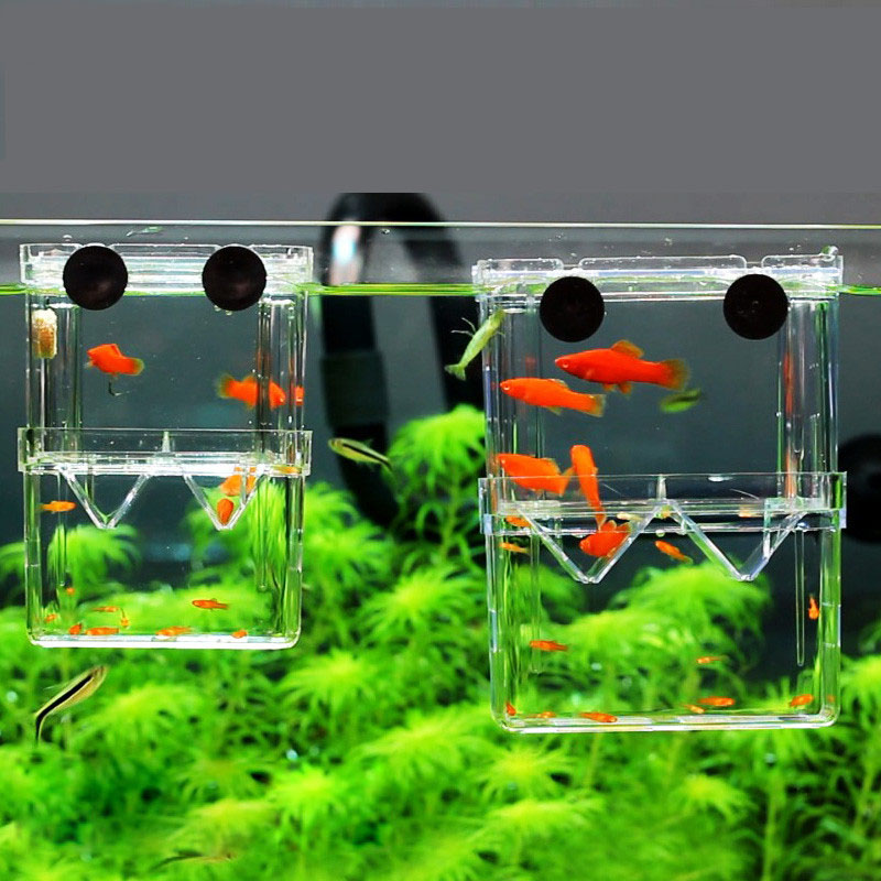 Pfau Fisch Zucht Isolation Box – Aquarium Fish Betta Bewertung und Preis